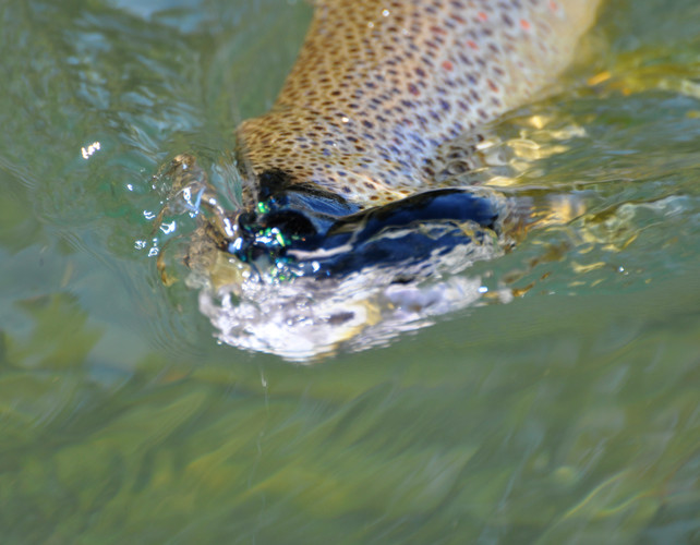 Bitterroot Guided Fly Fishing Trip - Fish On!
