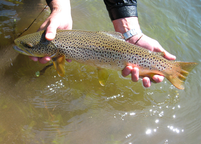Blackfoot River Brown Trout