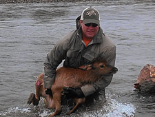 Rescuing an Elk Calf on Montana Fly Fishing River